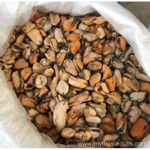 new offer frozen boiled mussel meat with factory price